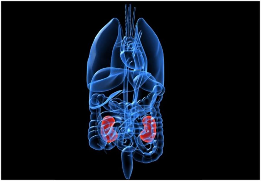 Diabetes management App North America | Diabetic Watchers